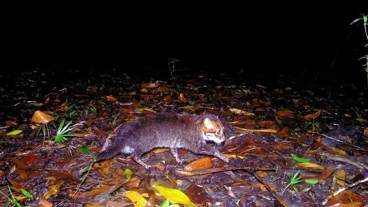 発見されたネズミ風の猫が映える!その正体とは : 令和のニュース・話題など