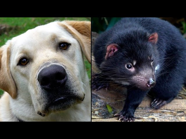 動物 犬がタスマニアンデビルの繁殖を手伝い オーストラリアで初の試み 動画あり ろいアンテナ 動物 犬がタスマニアンデビルの繁殖を手伝い オーストラリアで初の試み 動画あり ろいアンテナ