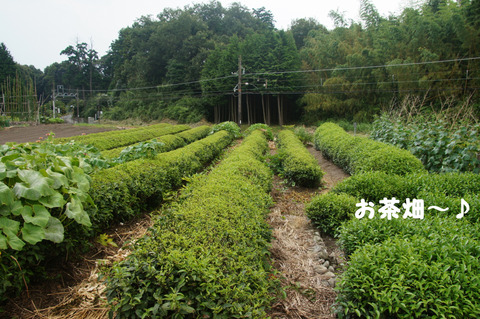 駅間三歩@楚原-麻生田49