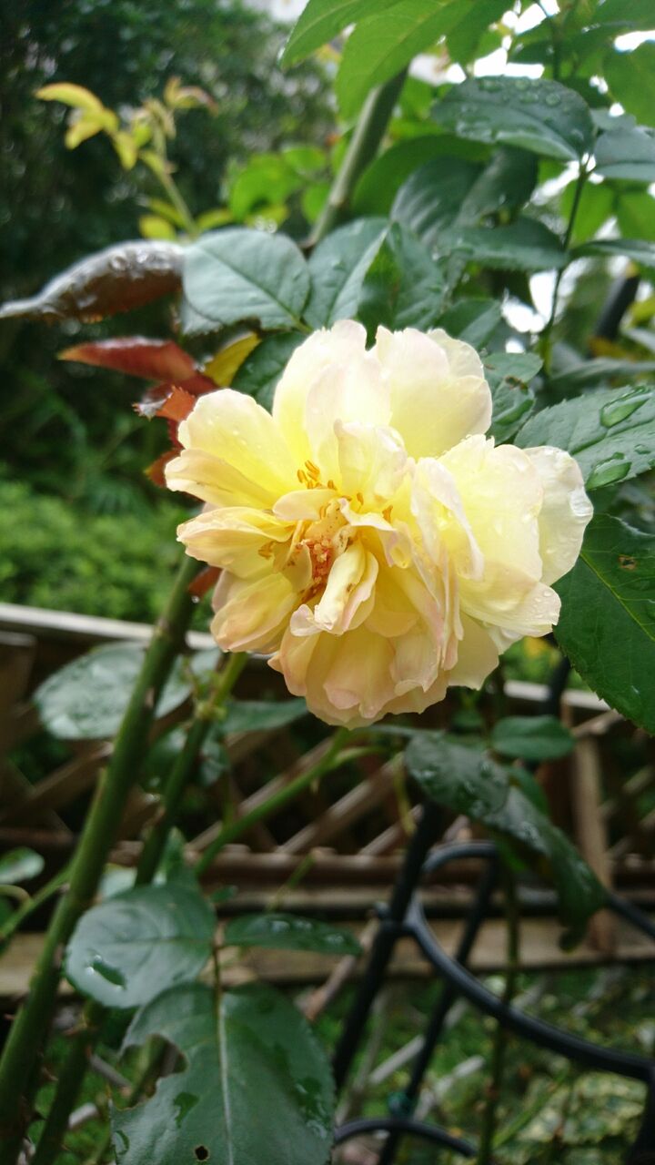 ミッドナイトスワン たむさんの野菜畑へようこそ ミッドナイトスワン たむさんの野菜畑へようこそ