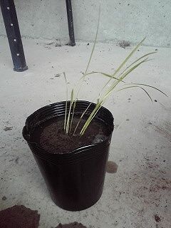 おイネさん＠４