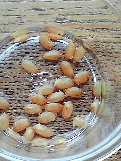 おイネさん＠１