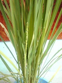 おイネさん＠６