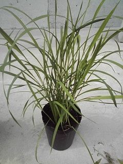 おイネさん＠５