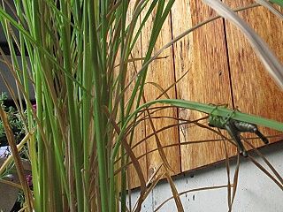 おイネさん＠７