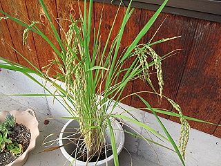 おイネさん＠９