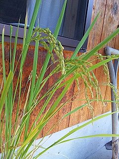 おイネさん＠８