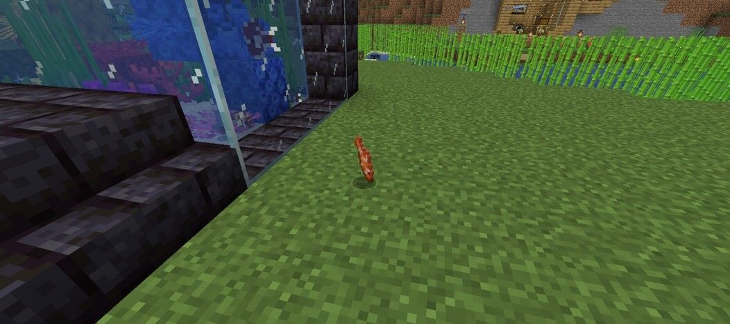 トンネル水槽 この地で暮らすよ トンネル水槽 この地で暮らすよ