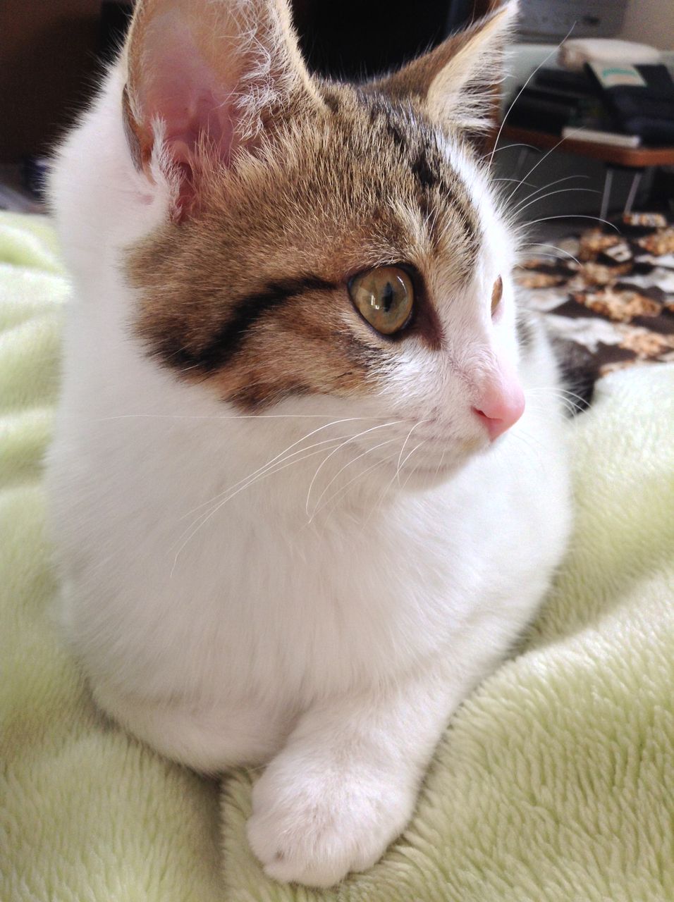 な つく 野良猫