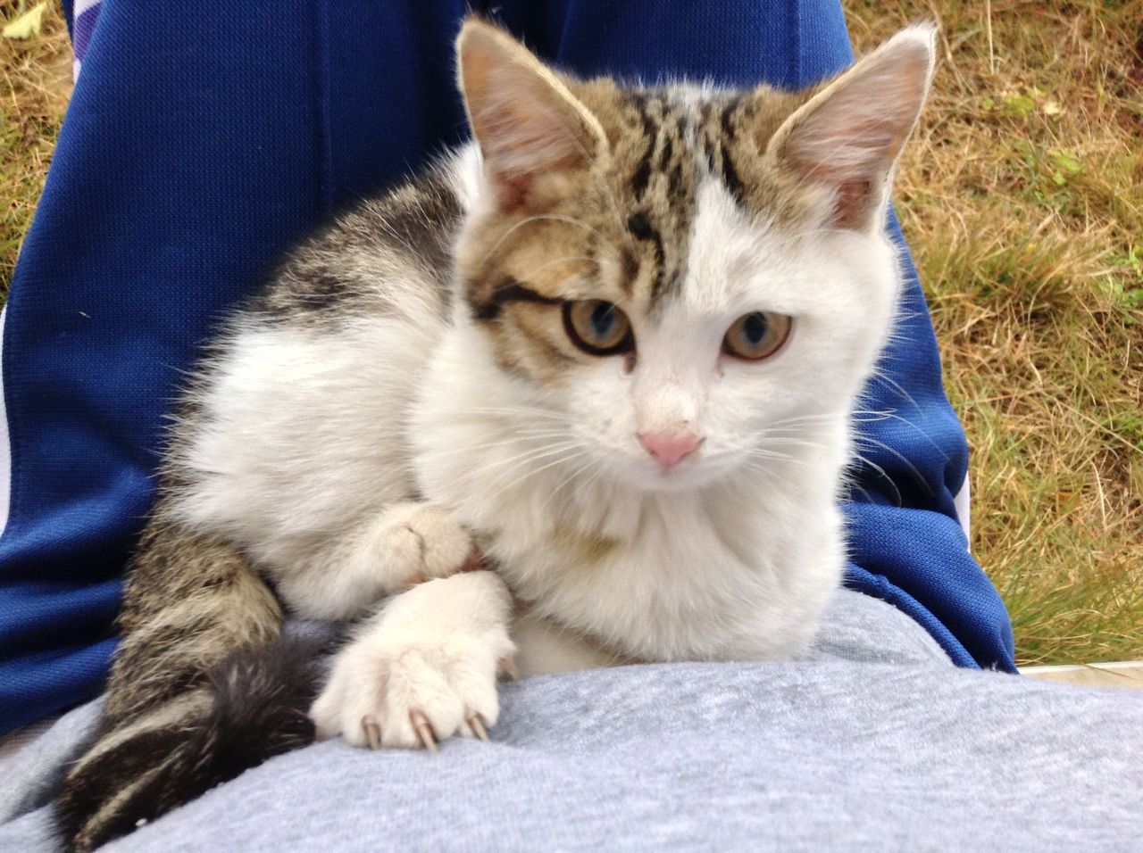 庭に来た野良猫がなつき度ｍａｘでそのまま膝で寝てしまう動画 ねこの椛blog