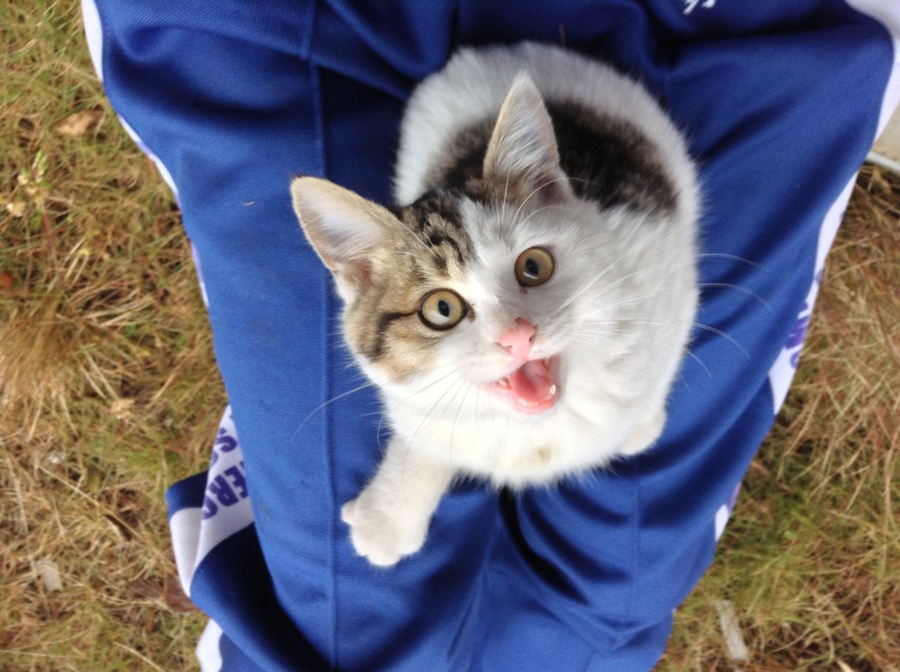 庭に来た野良猫がなつき度ｍａｘでそのまま膝で寝てしまう動画 ねこの椛blog