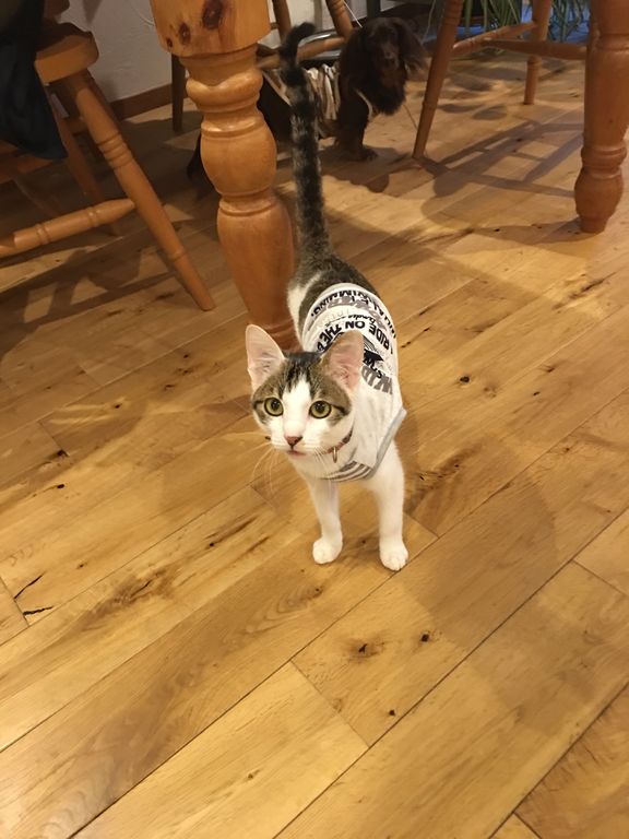 ピラニア犬 Tan君 見っけ