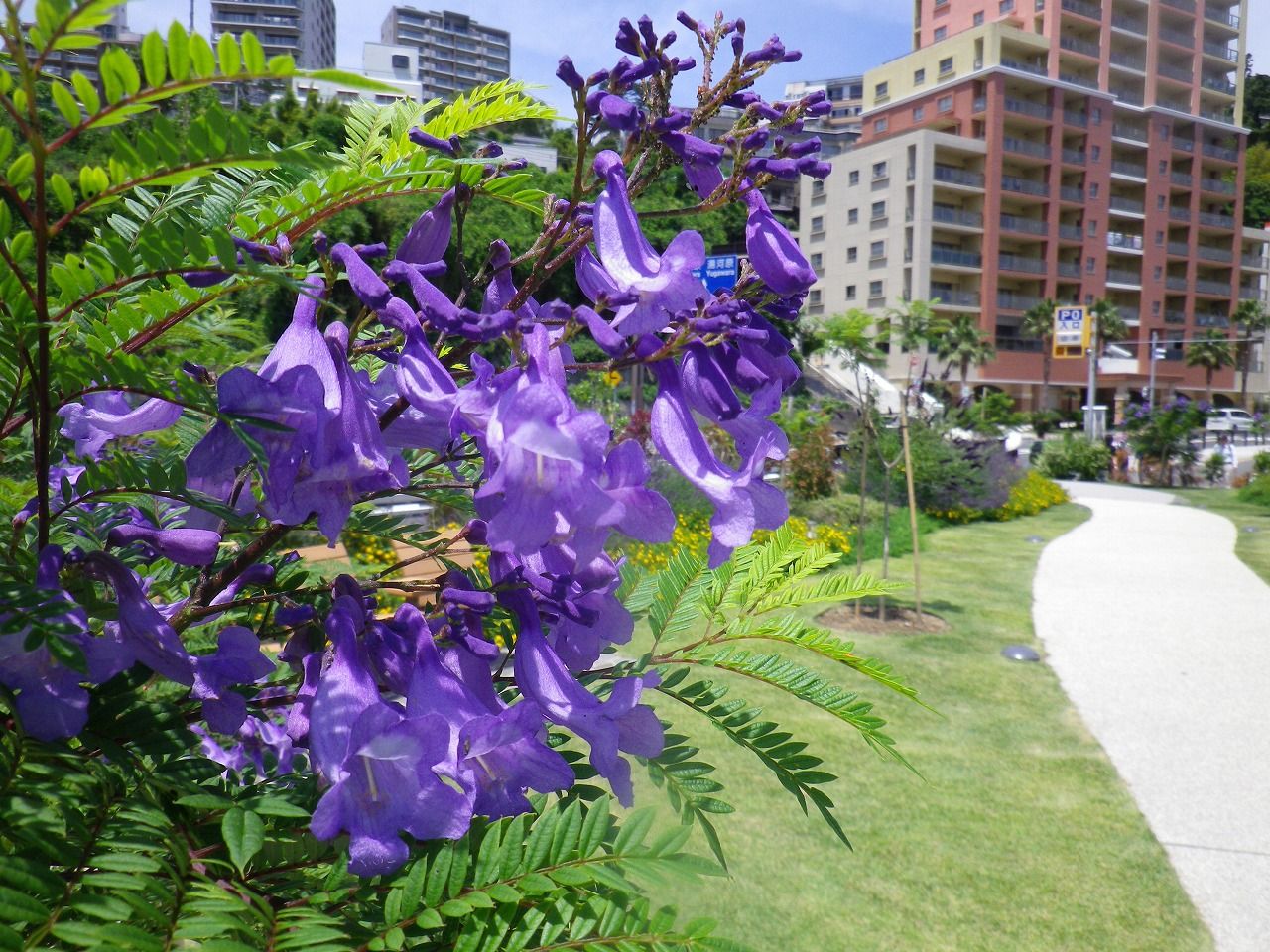 暑さの中に涼しげな青紫のジャカランダの花 熱海市 ジャカランダ遊歩道 熱海の新たな成長へ向けて 元 副市長 田邉のブログ