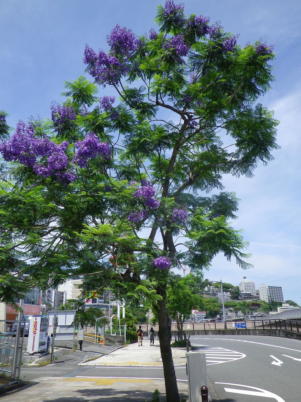 暑さの中に涼しげな青紫のジャカランダの花 熱海市 ジャカランダ遊歩道 熱海の新たな成長へ向けて 元 副市長 田邉のブログ