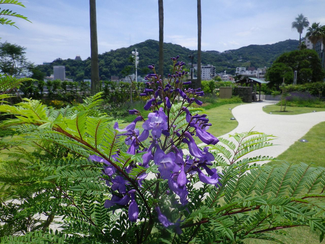 暑さの中に涼しげな青紫のジャカランダの花 熱海市 ジャカランダ遊歩道 熱海の新たな成長へ向けて 元 副市長 田邉のブログ