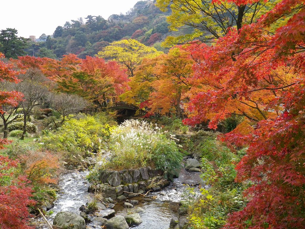 日本一遅い紅葉 熱海梅園の紅葉は庭園の絶景 熱海の新たな成長へ向けて 元 副市長 田邉のブログ 日本一遅い紅葉 熱海梅園の紅葉は庭園の絶景 熱海の新たな成長へ向けて 元 副市長 田邉のブログ