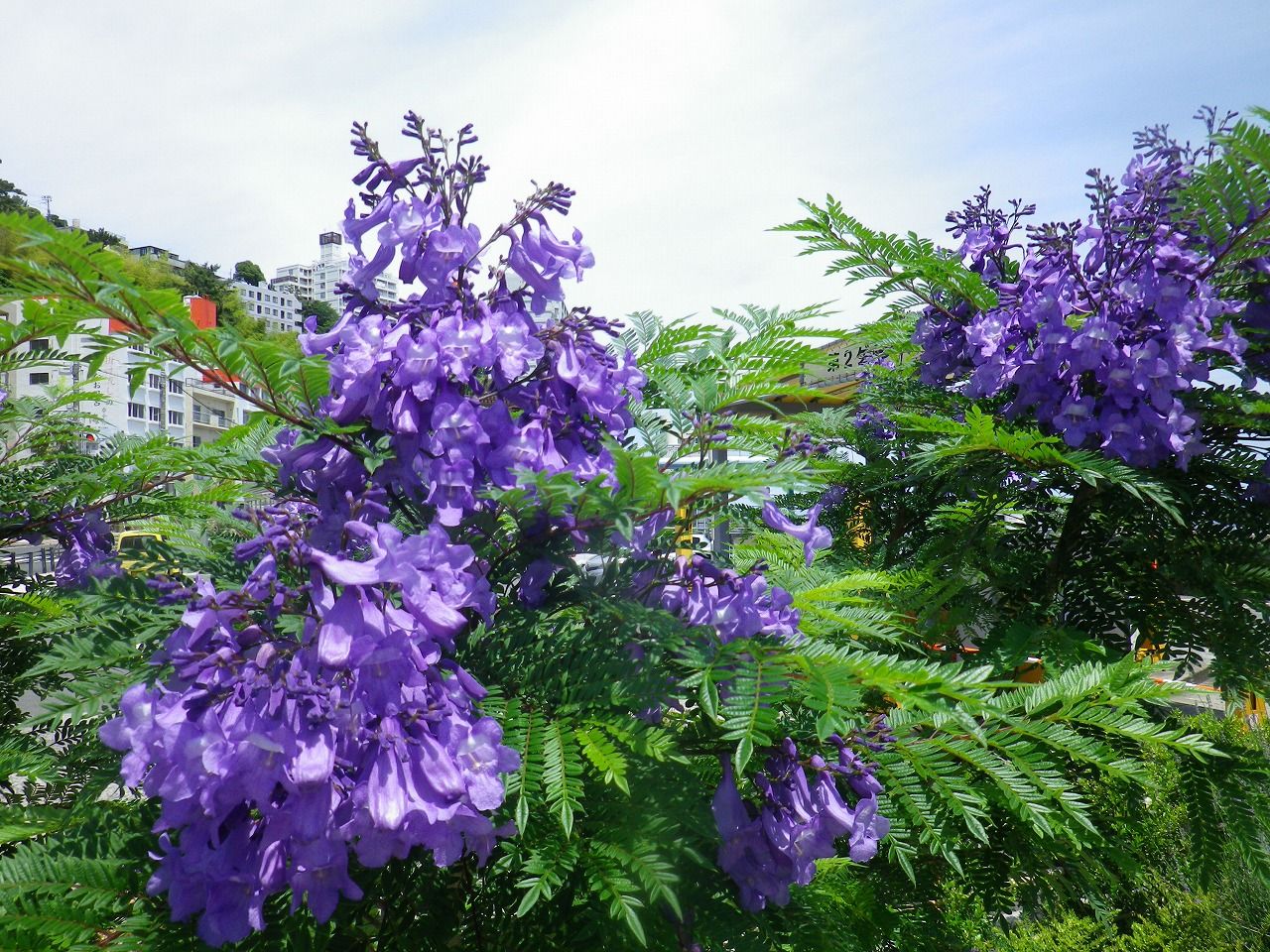 暑さの中に涼しげな青紫のジャカランダの花 熱海市 ジャカランダ遊歩道 熱海の新たな成長へ向けて 元 副市長 田邉のブログ