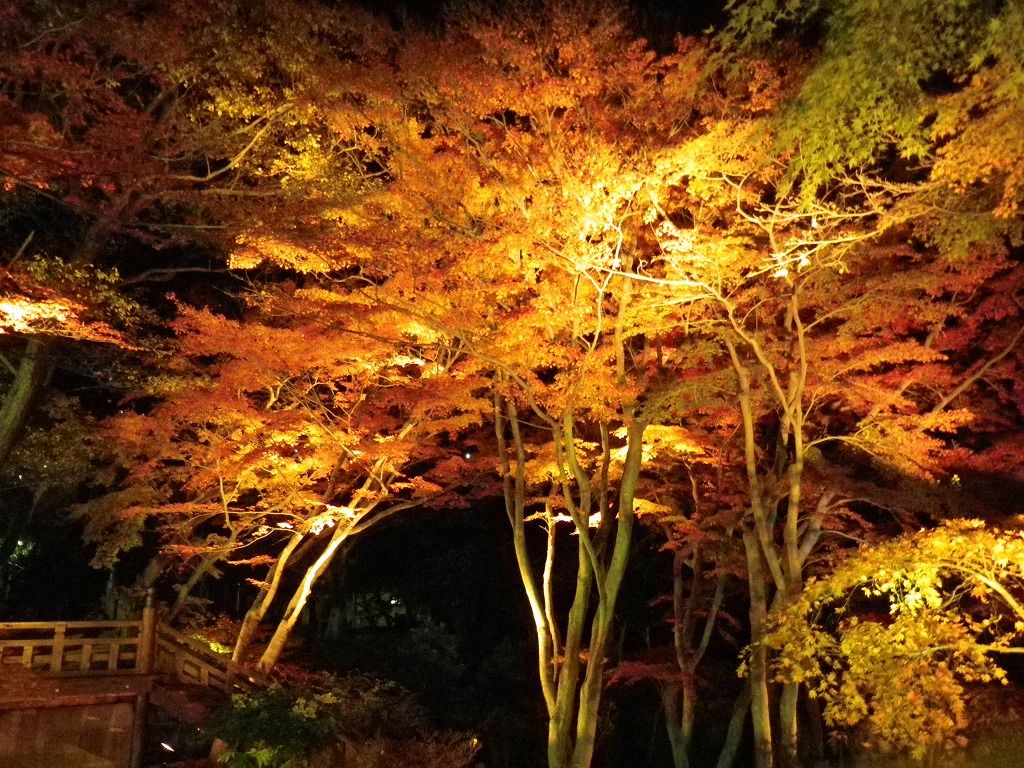 夜の熱海梅園で紅葉のライトアップ 熱海の新たな成長へ向けて 元 副市長 田邉のブログ