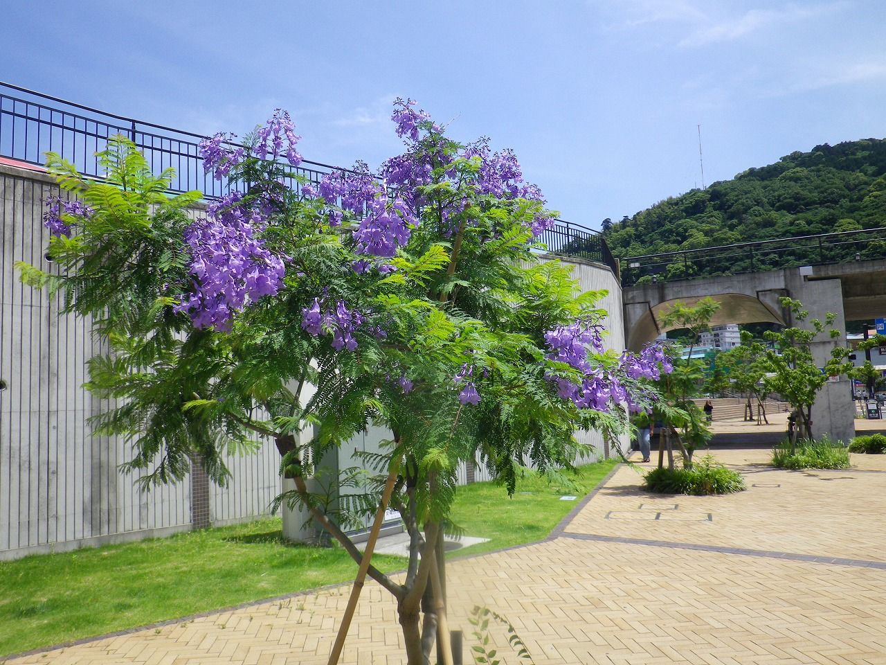 暑さの中に涼しげな青紫のジャカランダの花 熱海市 ジャカランダ遊歩道 熱海の新たな成長へ向けて 元 副市長 田邉のブログ 暑さの中に涼しげな青紫のジャカランダの花 熱海市 ジャカランダ遊歩道 熱海の新たな成長へ向けて 元 副市長 田邉のブログ