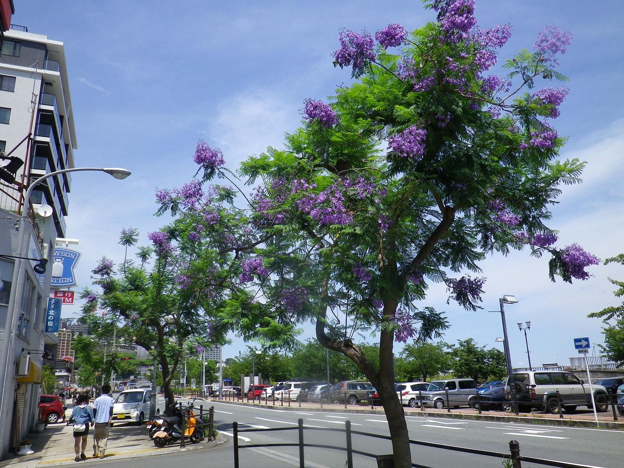暑さの中に涼しげな青紫のジャカランダの花 熱海市 ジャカランダ遊歩道 熱海の新たな成長へ向けて 元 副市長 田邉のブログ