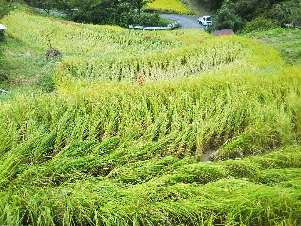 台風で稲倒伏 ふんぼうの 棚田日記 台風で稲倒伏 ふんぼうの 棚田日記