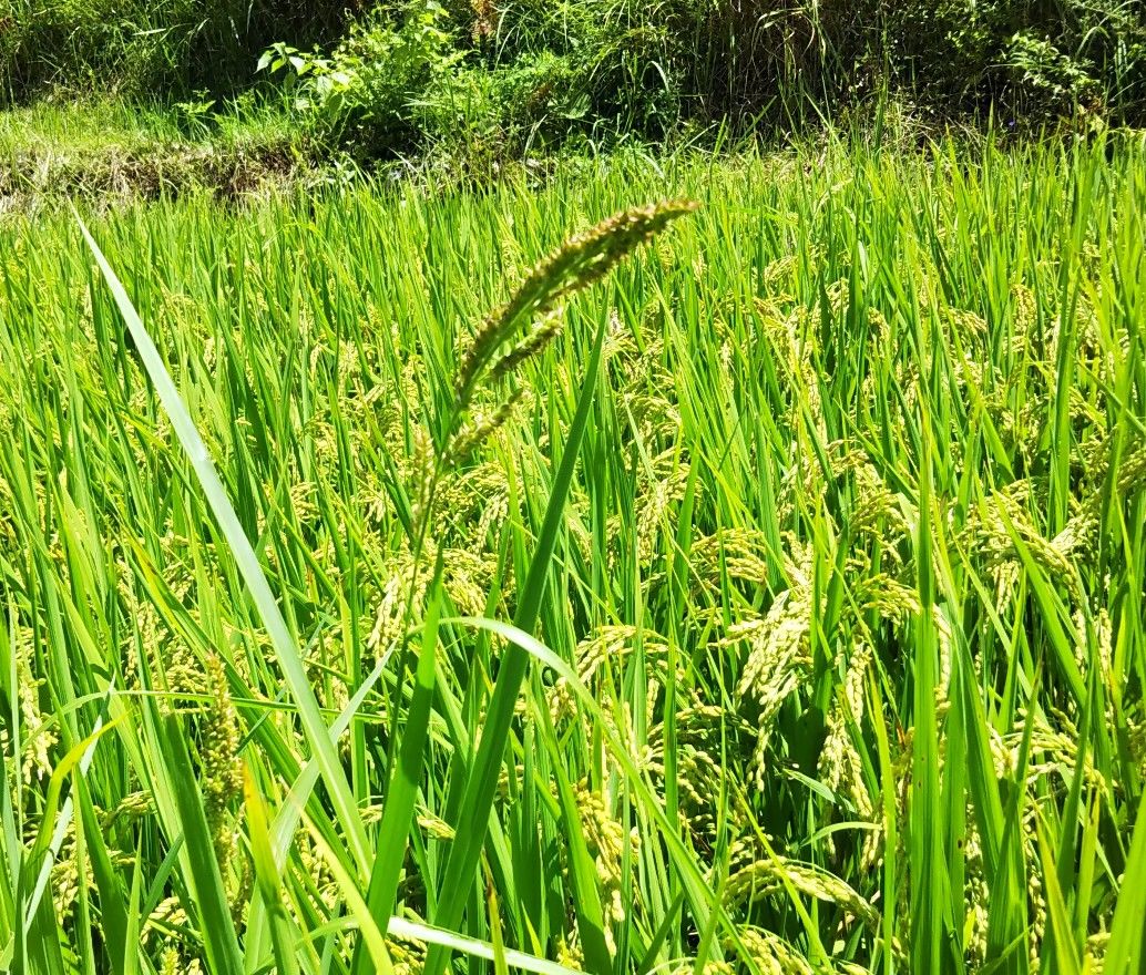 雑草のヒエを抜き取る ふんぼうの 棚田日記