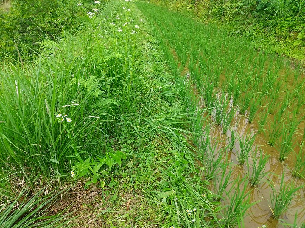 畦草刈りの役割・効能 - 棚田作業