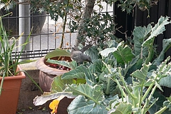 20110220P1200551