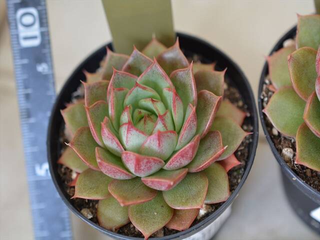 DSC_6129_A