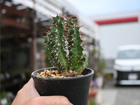 ユーフォルビア ノベリー ＆入荷植物 | 園芸屋たなかのブログ