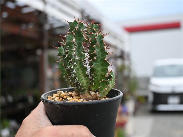ユーフォルビア ノベリー ＆入荷植物 | 園芸屋たなかのブログ