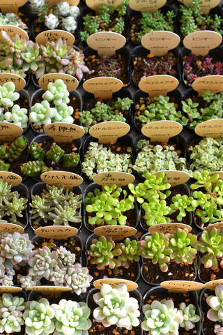 祭日の今日の入荷植物 多肉屋 たなか