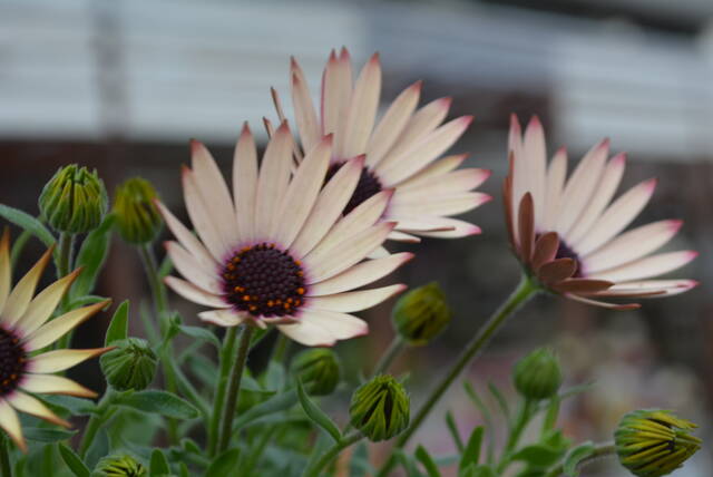 オステオスペルマム アキラ 入荷 多肉です 多肉屋 たなか オステオスペルマム アキラ 入荷 多肉です 多肉屋 たなか