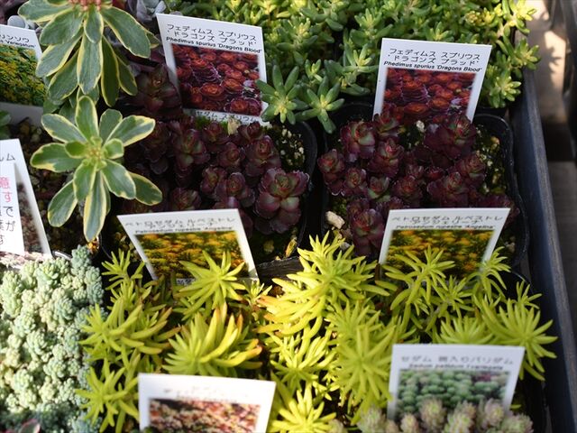 売り切れました。キリンソウ 大覆輪 売り切れました。キリンソウ 大覆輪 売り切れました。キリンソウ 大