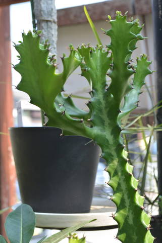 園芸屋 たなかのブログ 19年07月