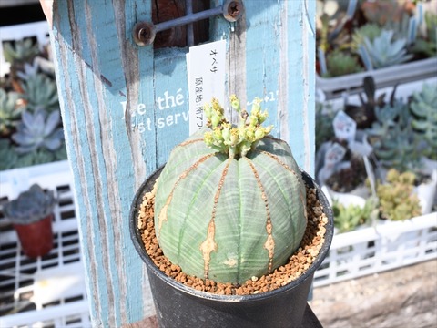 オベサ オールド 歪な姿 ユーホルビア Clinicacampinas Com Br