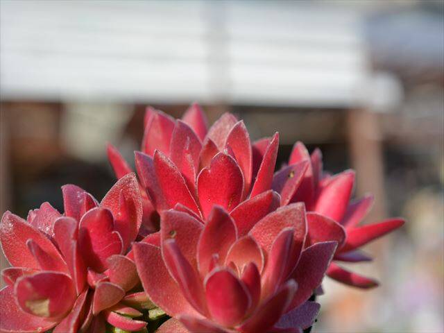 DSC_6249_A