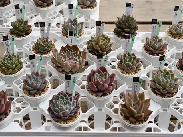 トスカーナ＆入荷多肉植物 | 園芸屋たなかのブログ