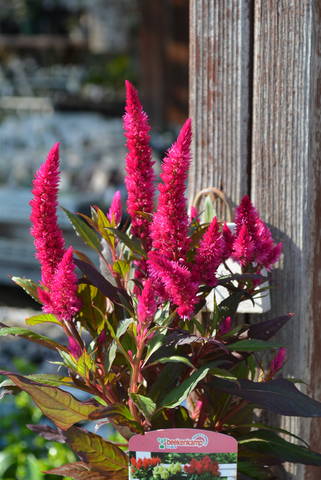 セロシア ケロス ファイア ちょこっと入荷 ありがとう 多肉屋 たなか