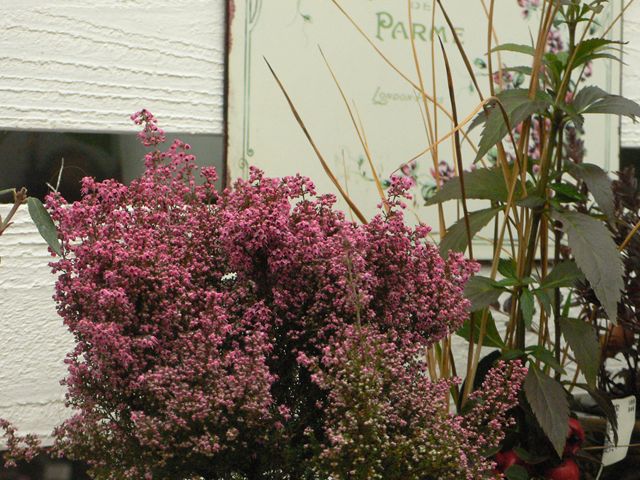 淡雪エリカ 多肉屋 たなか