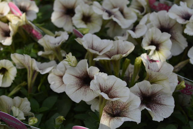 ペチュニア プレミアムコレクション 園芸屋たなかのブログ