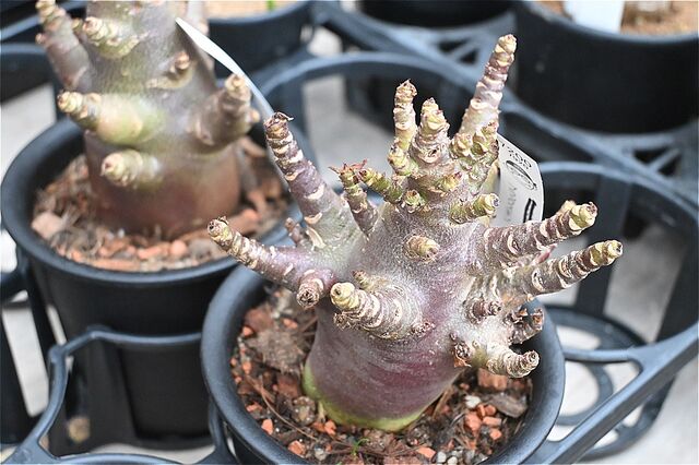 アデニウム ブラックゴジラ＆入荷植物 | 園芸屋たなかのブログ