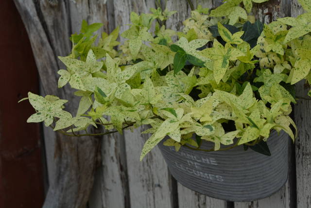 ヘデラ 白雪姫 ギャザリングに 園芸屋 たなか