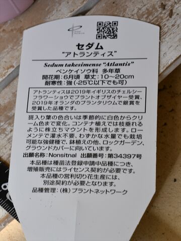 セダム アトランティス 入荷植物 多肉屋 たなか