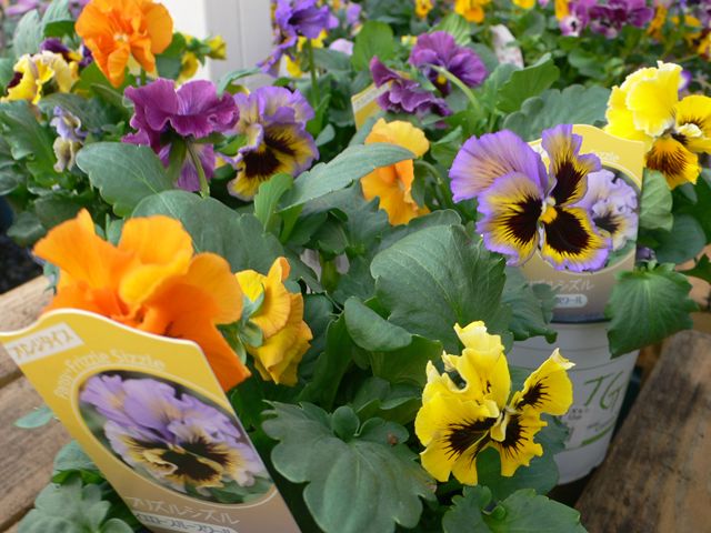 パンジー フリズルシズル4色ｍｉｘ植え 入荷植物 園芸屋 たなか
