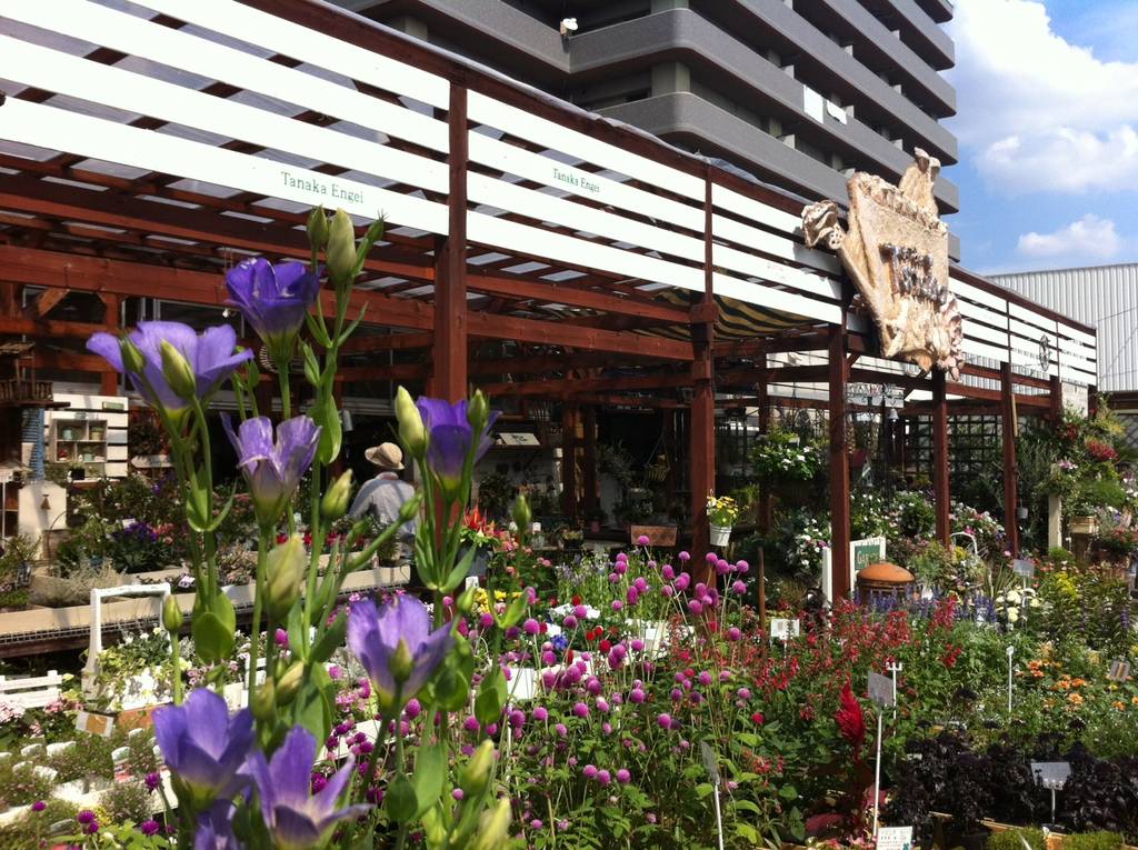 トルコキキョウ 多年草 数品種入荷 園芸屋 たなか