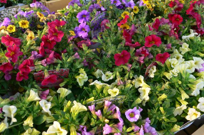 カリブラコアの投稿画像 By Viola036さん クローバーティントセピアとカリブラコア カリプッチとありがとう と元気 とおうち園芸とコロナに負けるな と今日の一枚と咲いた と花のある暮らし 2020月5月12日 Greensnap グリーンスナップ