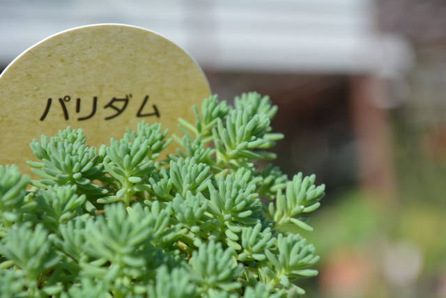 セダム パリダム 入荷植物 園芸屋 たなか