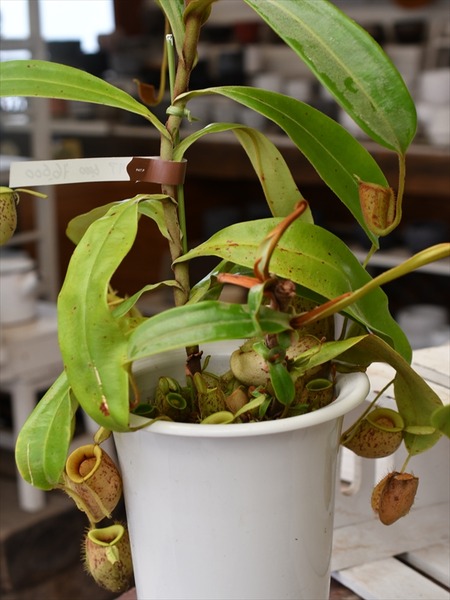 入荷植物 園芸屋 たなか