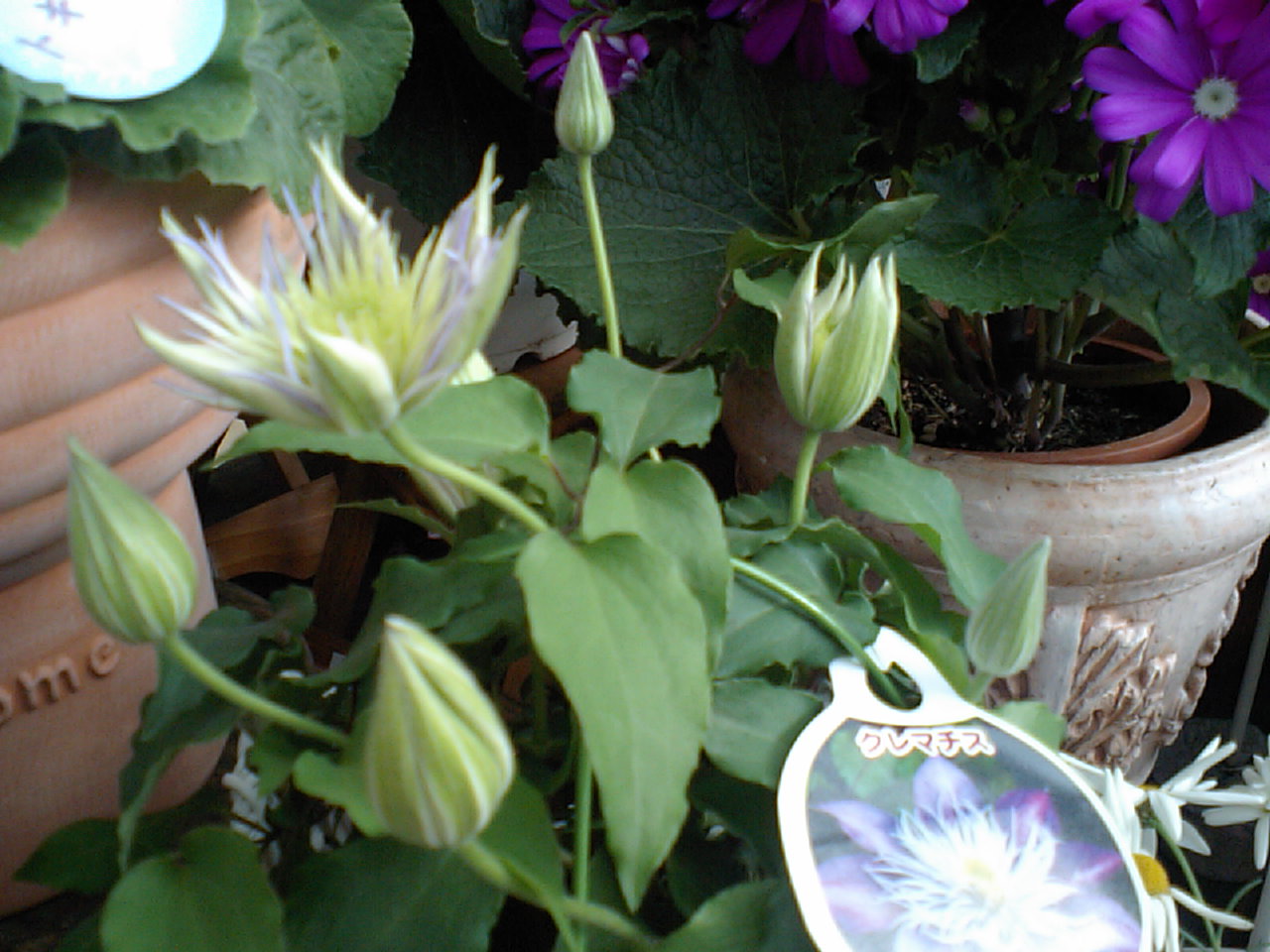 クレマチス フェアリーブルー 園芸屋 たなか